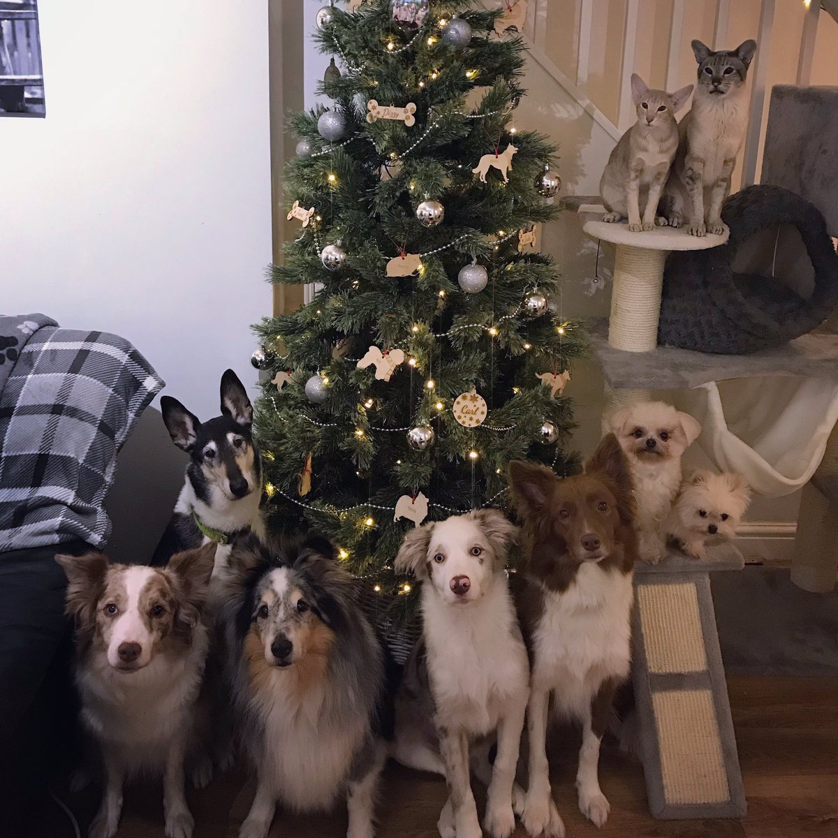 The Christmas tree is up! Had to get the whole family to pose with the tree (they’ve all got their own personalised decorations too 🙈).  🥰