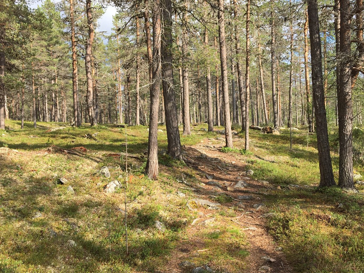 KiuruPauli's tweet photo. Pirkanmaalla sijaitsevat Helvetinjärven ja Seitsemisen kansallispuistot ovat saamassa reilun rahoituksen korjaustarpeisiin ja kehittämiseen.
 
Helvetinjärvi kansallispuistolle osoitetaan 150 000 euroa ja Seitsemiselle 300 000 €. #ylöjärvi #ikaalinen #pirkanmaa #ruovesi https://t.co/Je4kyM7R47
