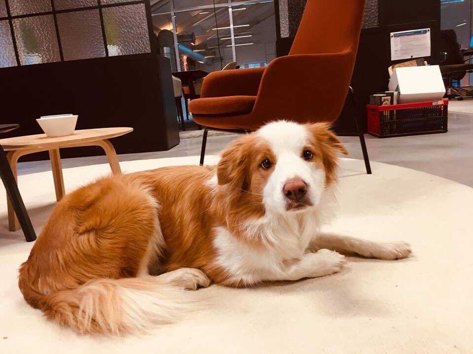 Another day at the office met Moby &amp; Alaska!  #officedogs #übercute #wtfcommunity