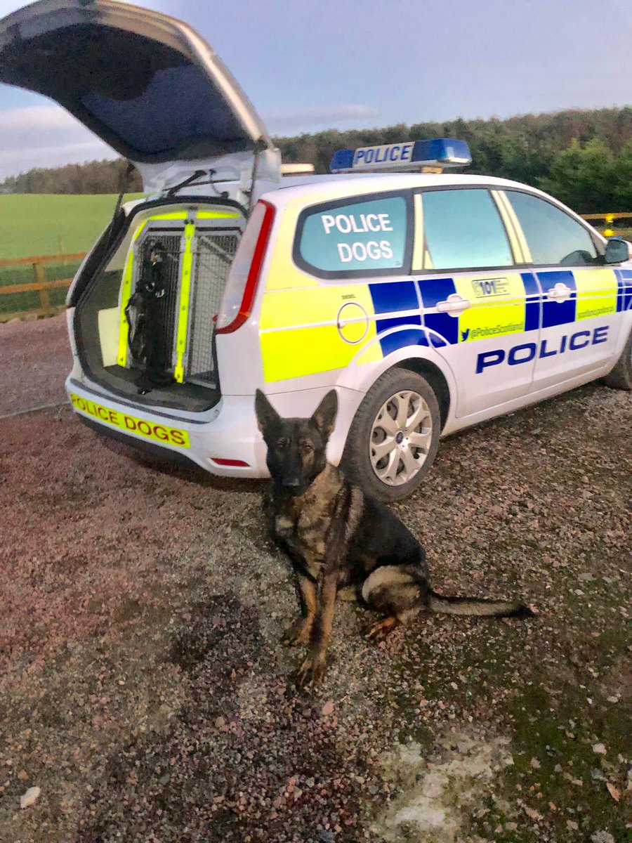 PSOSDogs's tweet image. First day on duty for PD Ava and she scores herself a criminal already! What a girl💪 Well done Team Ava. #RoundingUpTheCriminals #PDAva #AberdeenAva 😍🐾🐶