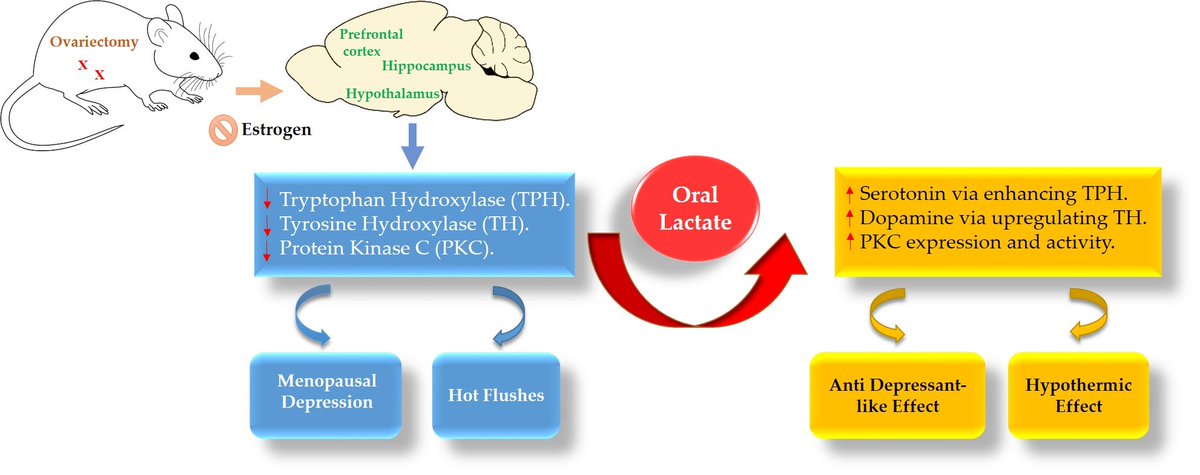 Biomed_MDPI's tweet image. #mdpibiomedicines The #Antidepressant-Like Effect of Lactate in an #Animal_Model of #Menopausal Depression. mdpi.com/2227-9059/6/4/… #lactate #ovariectomy