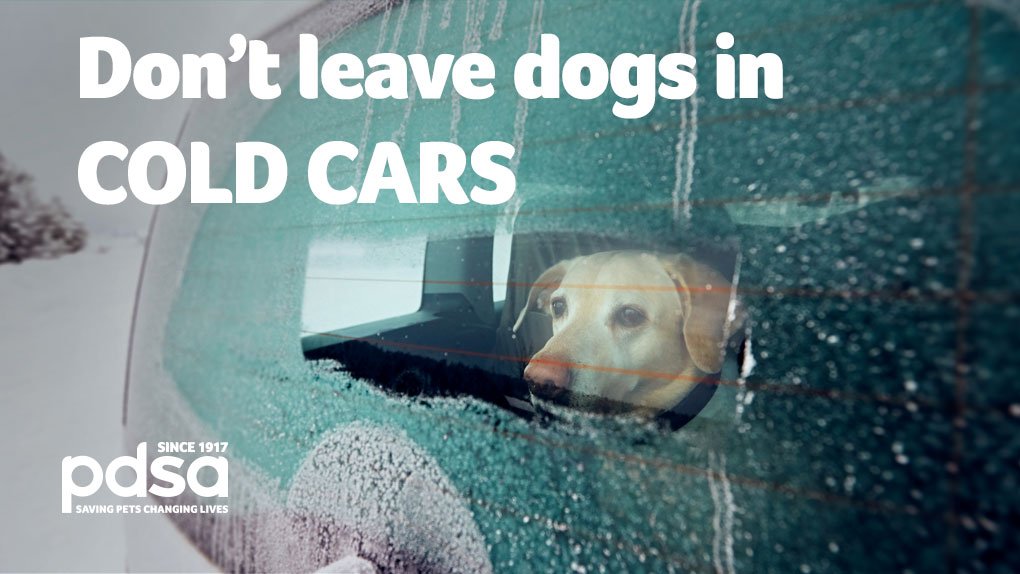 PDSA_HQ's tweet image. We all know not to leave pets in a hot car... but did you know that COLD cars can be just as deadly if your pet develops hypothermia? RT if you agree that it isn’t worth losing your pet for. Drop them off at home instead, where they can stay warm and safe.