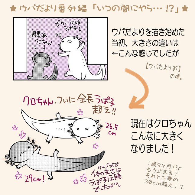 【ウパだより番外編】ネタかぶらないようにと今までの話を見返してたら…。クロちゃんの去年→今年ビフォーアフター! 