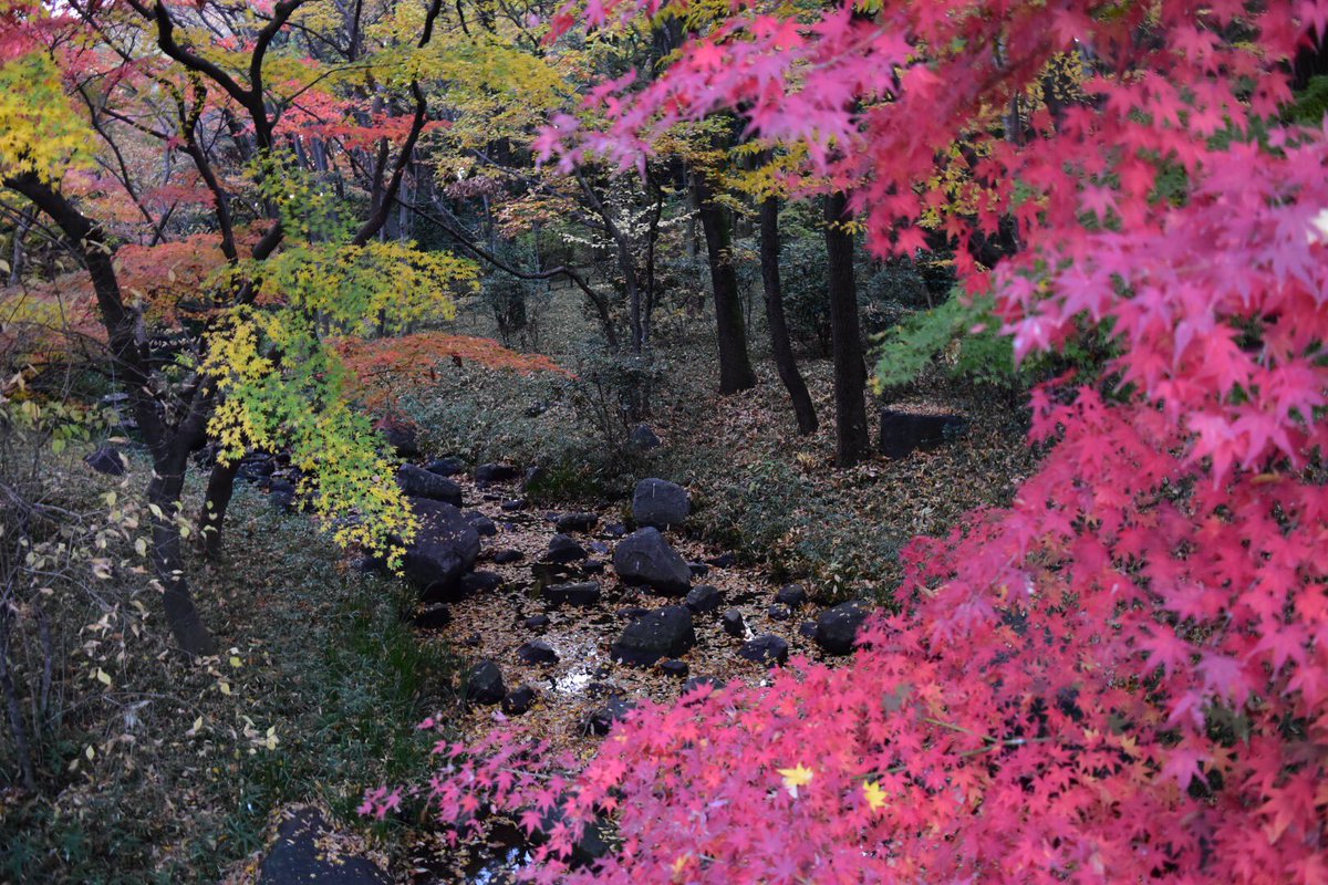 東京紅葉穴場 東京紅葉穴場