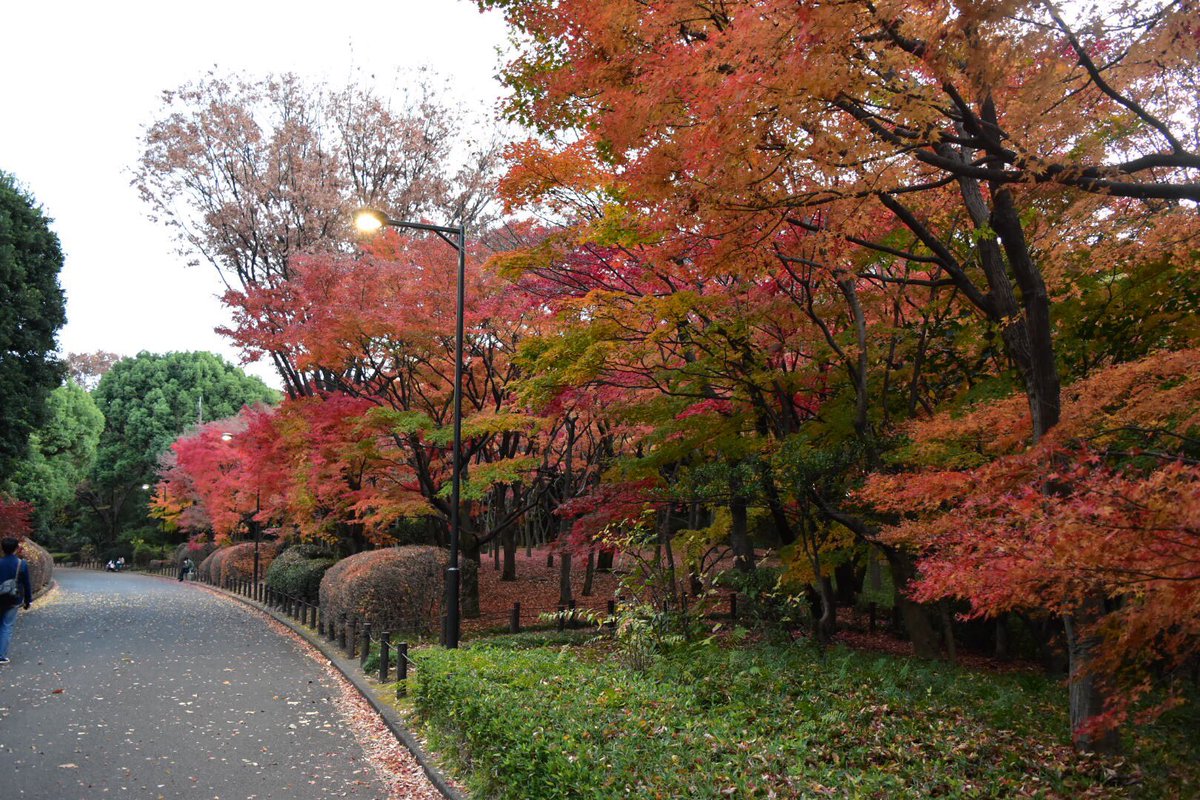 東京紅葉穴場 東京紅葉穴場