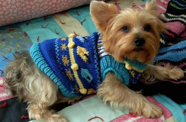 How to Celebrate Hanukkah If You're a Dog ---> barkpost.com/life/celebrate… #hanukkah #dogmom