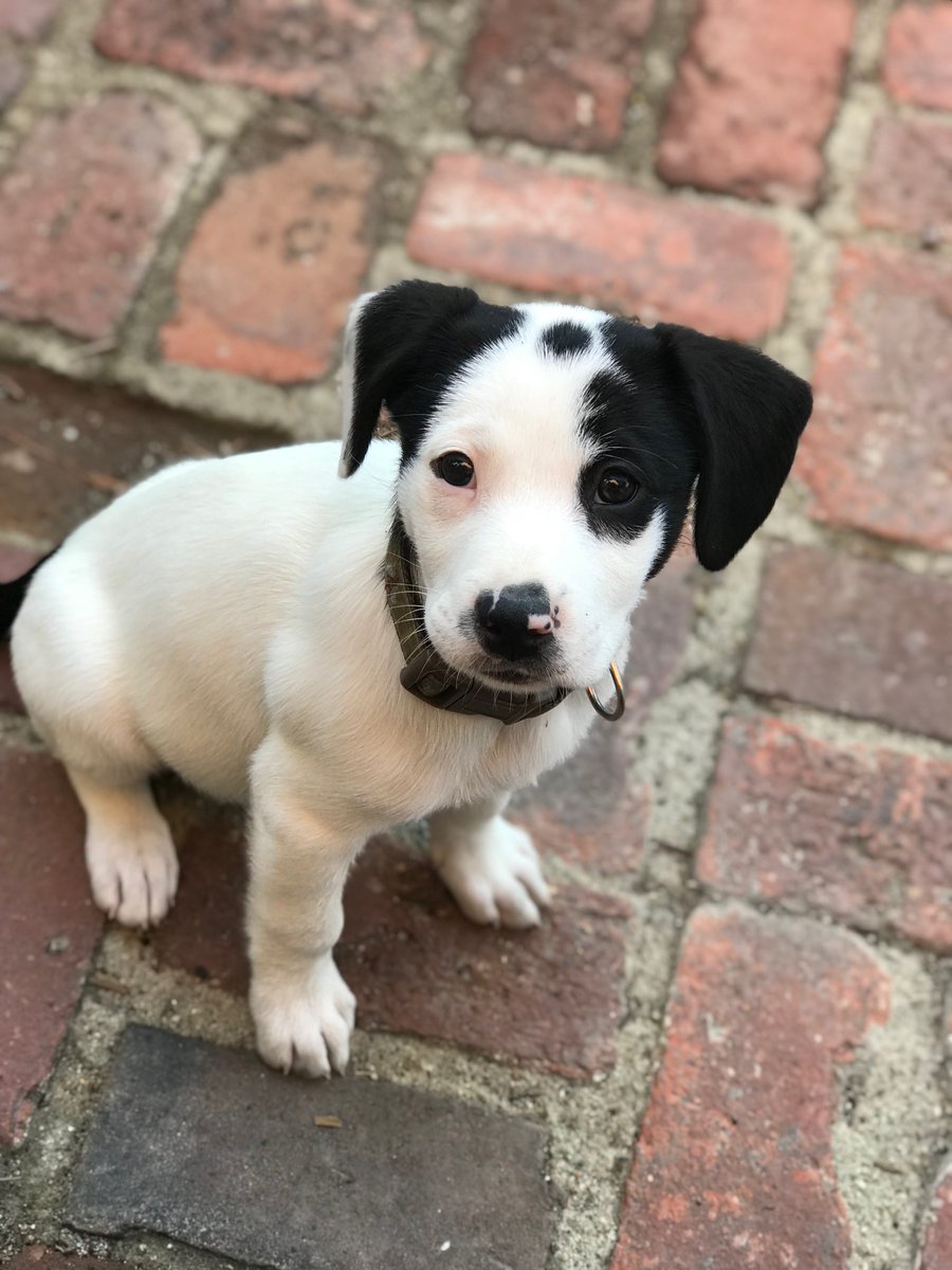 Phoebles's tweet photo. @TheMERL What should we name this jolly fellow https://t.co/Ke9Isj4bj5
