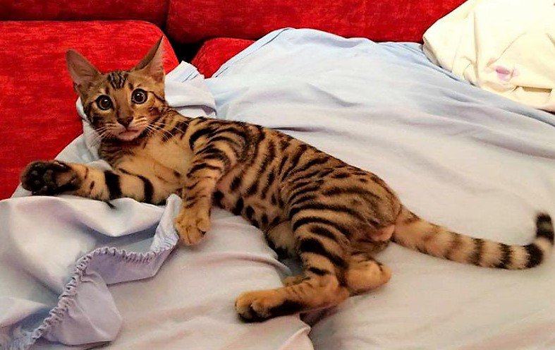 ToygerGatos's tweet photo. Nuestros gatos #toyger conviven en nuestro núcleo zoológico con personas y otros animales, lo que les hace muy sociables y respetuosos.
https://t.co/JnexzNjHvY https://t.co/lvJEhIi1RC