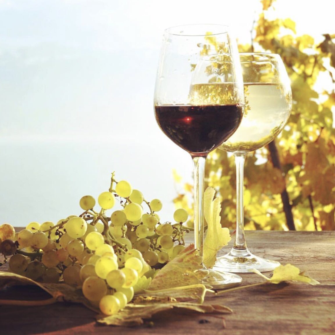 Officine Vitae tweet media