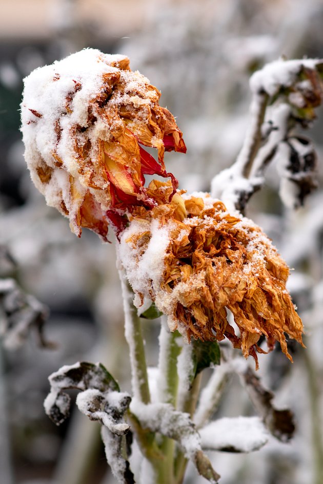 _Iron_Raven's tweet photo. What do you like to do on a cold day? #ironravenphoto #mattbaars #followme #flower #justgoshoot #garden #gardening #cold #snow #PhotoOfTheDay #PicOfTheDay #photography #photographer #photo #wyoming #landscapephotography  #landscapelovers #colorful https://t.co/j3i7qraoUP