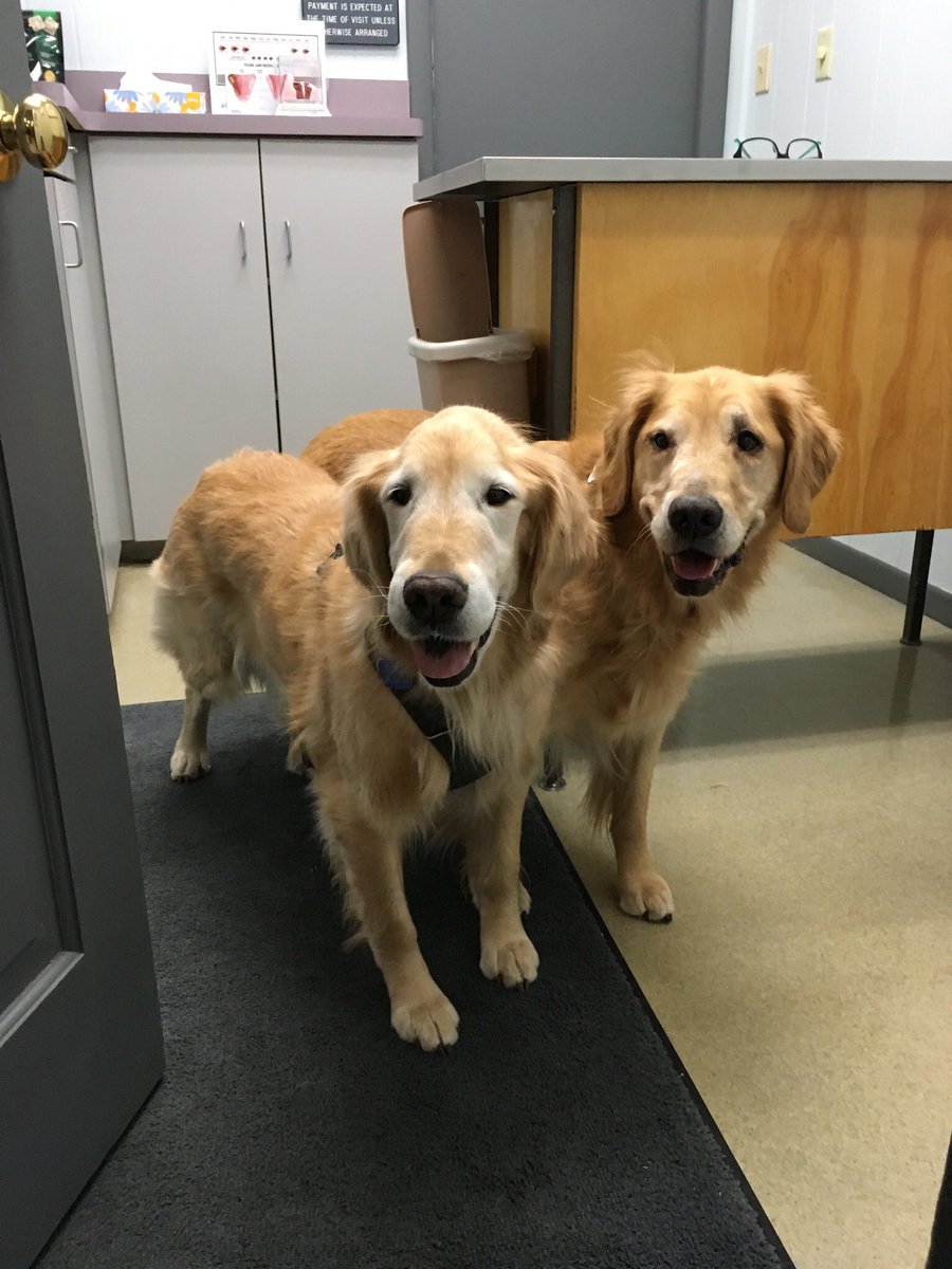 We had a short vet visit last night - it was weigh in time! We are each about 1-2 pounds overweight!?!?! Aw! C’mon!!! It’s the Holidays, right? BOL! #nodiets #toomanytreats