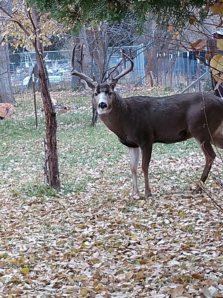 FerlinNeil's tweet image. 