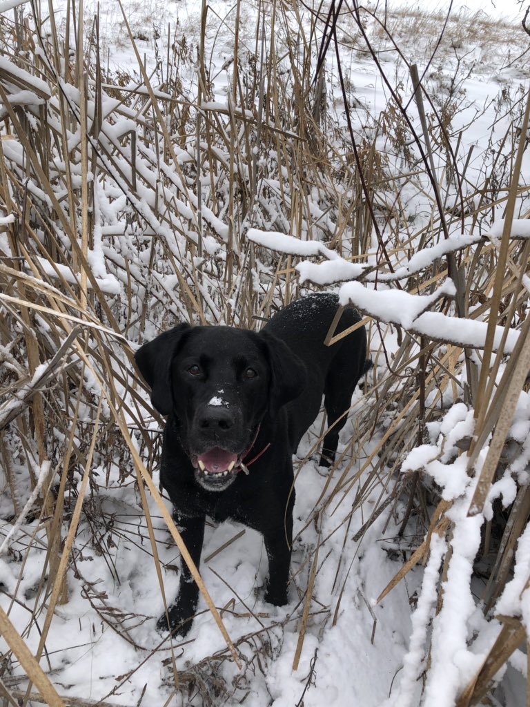 @pheasants4ever West central Iowa snowy, windy roosters #huntemup