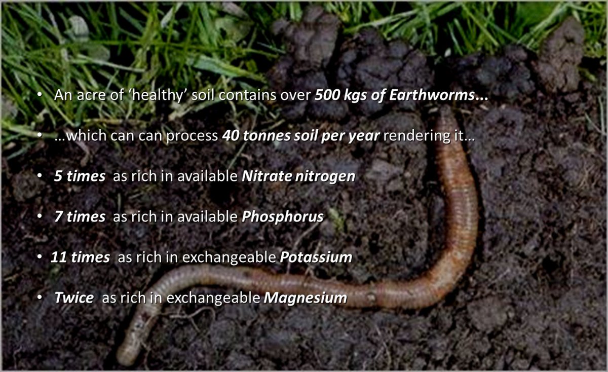 SoilProgramme's tweet photo. Did you know earthworms offer many benefits: increased nutrient availability, better drainage, and a more stable soil structure #WorldSoilDay https://t.co/TJbVUlAjkz