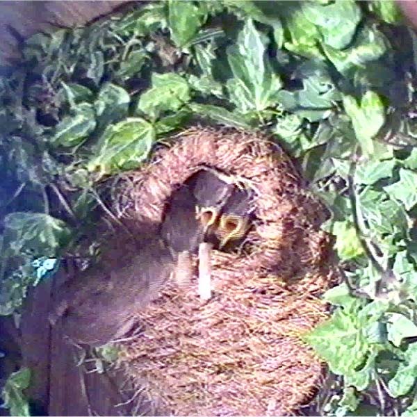 arkwildlife's tweet photo. As winter arrives our new Birds Winter Roost Kit provides four woven, cosy roosting pouches to protect your birds, giving them a perfect spot to rest on a cold night.
https://t.co/A2pluj9mpR
#winter #coldwether #garden #birds #december https://t.co/ajGL2ZjlPS