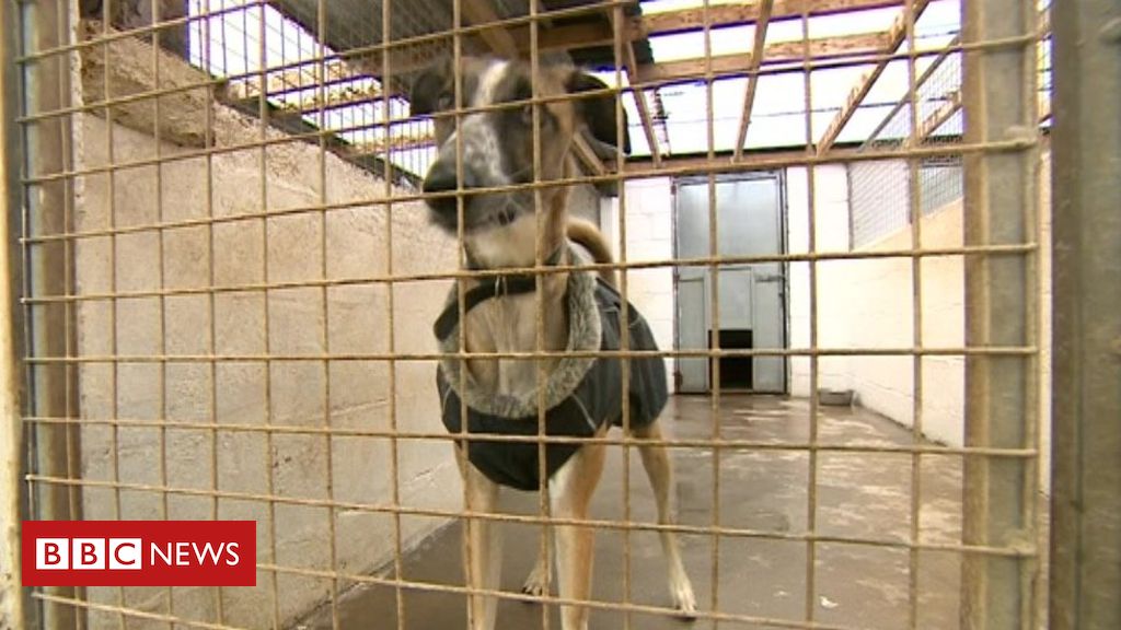 Ark Animal Rescue faces rehoming dogs over noise complaint ---> bbc.co.uk/news/uk-englan… #dogs #rescuedogs