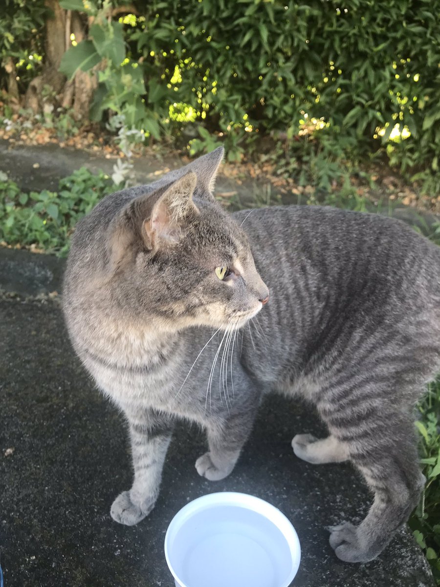 Gente en Santo Domingo apareció una gatita por donde vive mi papá, está con buen peso pero llora mucho, creo que la dejaron perdida o se perdió. Yo le he estado dando comida pero no puedo dejármela ya que he adoptado 2 gatos y no puedo tener más. Es dem cariñosa! Retweet xfa!