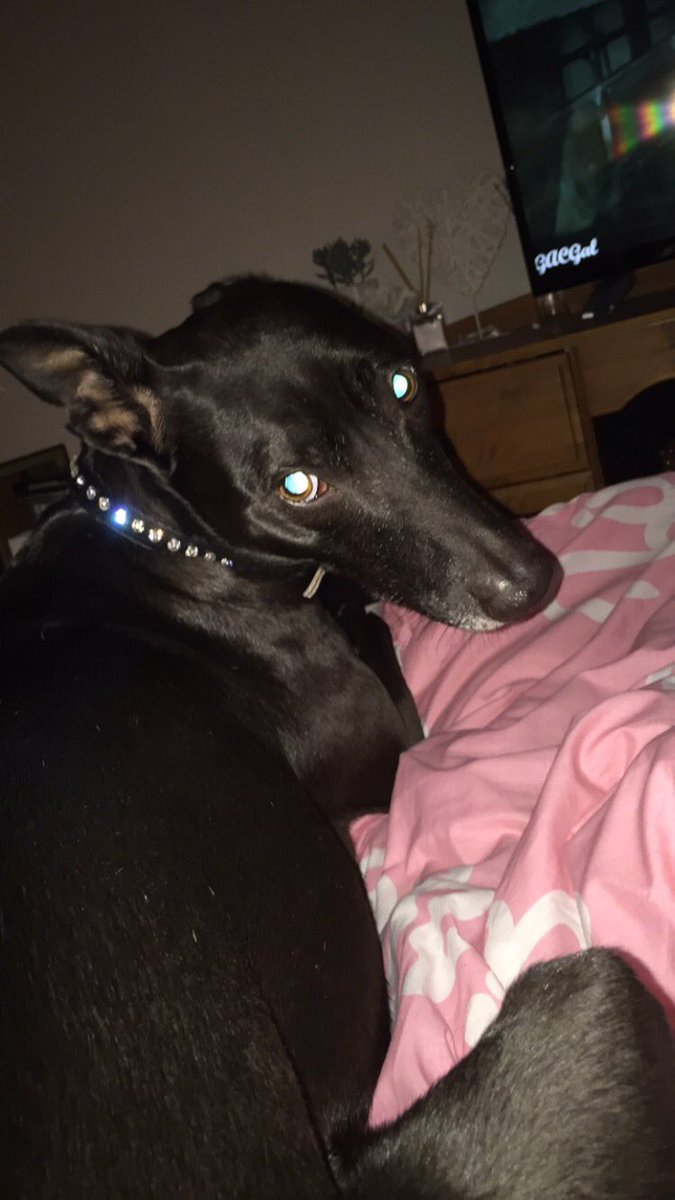 Still working hard on the December year end with only 20 days left till Christmas and this one wants to open her presents already #RDtaxcredits #dogsoftwitter #lurcher #dotty #cuteness #cutenessoverload #Christmas2018 #ChristmasCountdown #WisdomWednesday