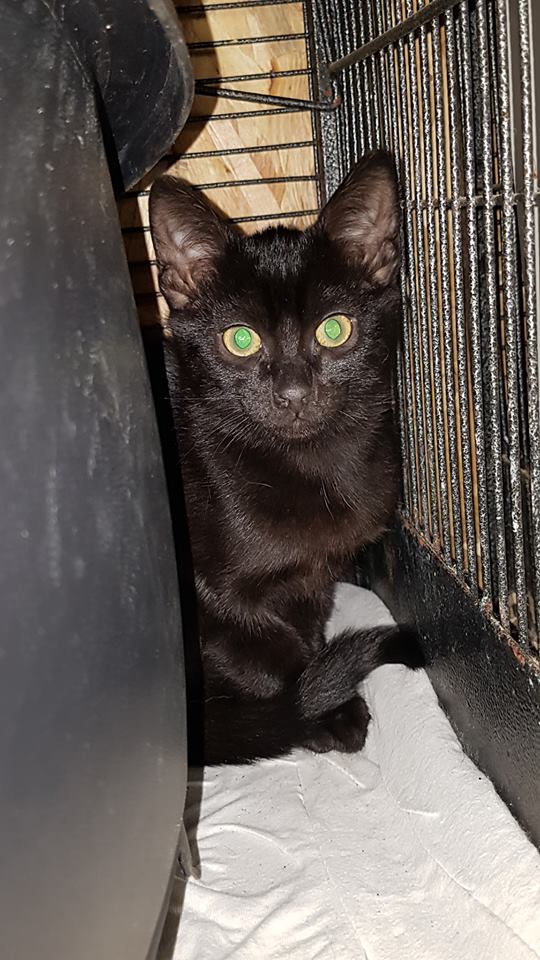 Chiens Guides IDF tweet media