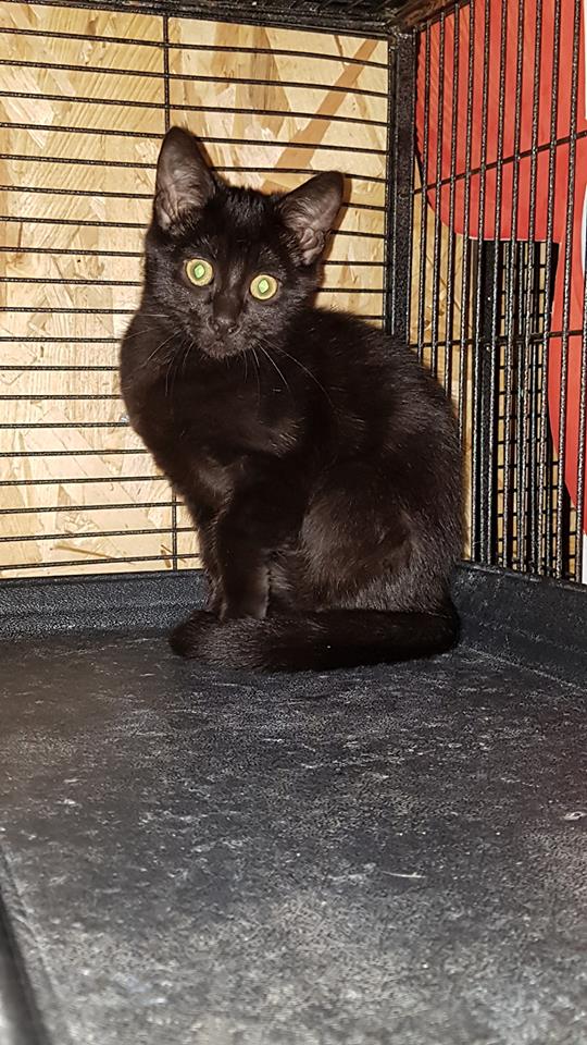 Chiens Guides IDF tweet media