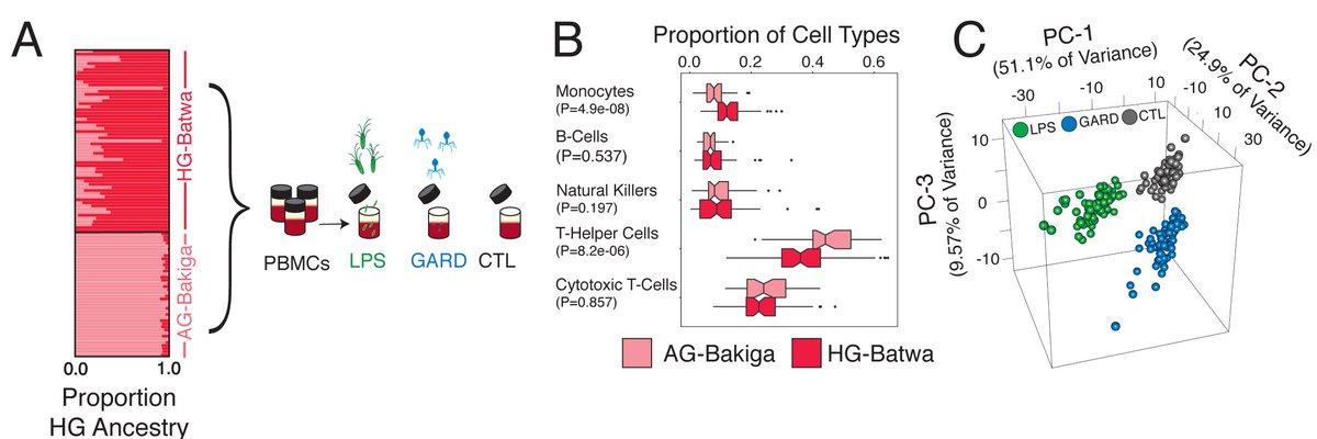 Luis B Barreiro (@lb_barreiro) on Twitter photo Excited to share our most recent work led by @GeneScientist17: Natural selection contributed to immunological differences between human hunter-gatherers and agriculturalists. Great collab with <a href="/grg_perry/">George (PJ) Perry</a> lab with contributions from many others biorxiv.org/cgi/content/sh… 1/5 Excited to share our most recent work led by @GeneScientist17: Natural selection contributed to immunological differences between human hunter-gatherers and agriculturalists. Great collab with <a href="/grg_perry/">George (PJ) Perry</a> lab with contributions from many others biorxiv.org/cgi/content/sh… 1/5