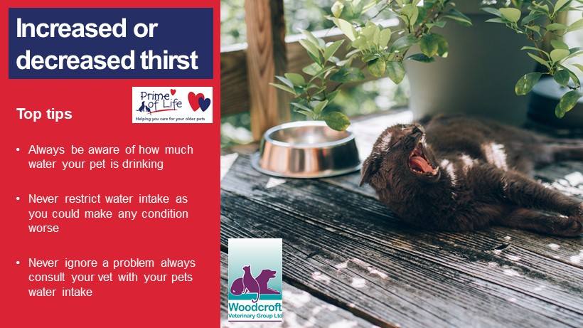 Another piece of useful information from Woodcroft Veterinary Group.
#Dogs #DogTraining