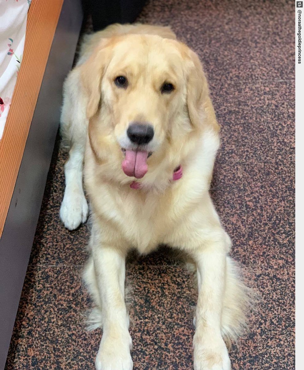 IngloriousDogs's tweet photo. Happy Tongue Out Thursday 🐶 #noraa #goldenretrieverpuppy #welovegoldens #puppy #puppylove #dogsofinstagram https://t.co/tZijhYUGez