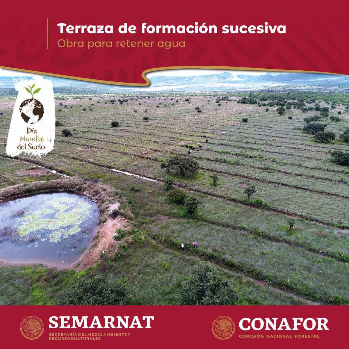 CONAFOR's tweet photo. #FelizMiércoles Para evitar la pérdida del suelo, en los terrenos se realizan diversas técnicas como la construcción de terrazas, zanjas y barreras. 👨‍🌾⛏️🌱 Sin el suelo, nuestros #bosques, #selvas y #manglares no existirían. ¡Trabajemos por su conservación! #DíaMundialDelSuelo 🌎 https://t.co/n43CqqFPtb