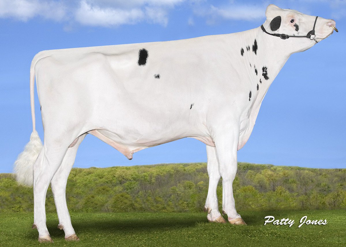 New December proofs now online on our site!
After a succesful December proof, AI Total is proud to present a line-up of sires that... Read more: bit.ly/2KYRi2a

Pictured is Aurora MITCHELL,
+2810 GTPI &amp; +3.15 PTAT!!