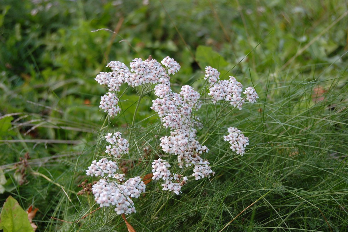 CardiffCurator's tweet image. The biodiversity on our Urban Meadow @Museum_Cardiff is increasing showing a living soil is a healthy soil on World Soil Day. #StopSoilPollution
Healthy soils provide the largest stores of terrestrial carbon. #climatechange
#UrbanMeadow