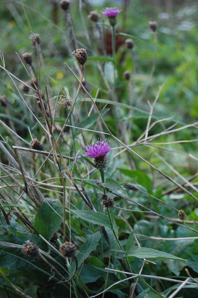 CardiffCurator's tweet image. The biodiversity on our Urban Meadow @Museum_Cardiff is increasing showing a living soil is a healthy soil on World Soil Day. #StopSoilPollution
Healthy soils provide the largest stores of terrestrial carbon. #climatechange
#UrbanMeadow