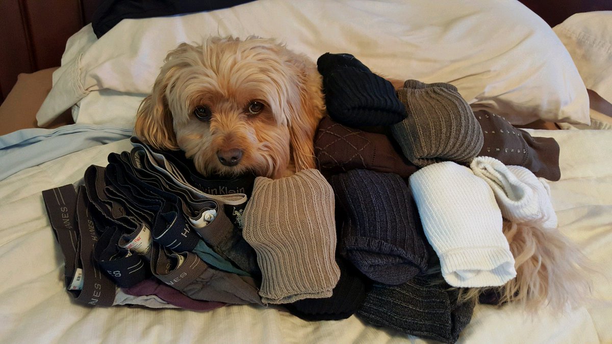 King_Spry_Law's tweet image. Business and Estates attorney @PaulFrankEsq spends his days helping clients with documents to take care of their futures. Meet Lilli and Zeke - these pups are an endless source of joy for the Frank family. From our family to yours, Happy Hanukah! #dogsofdecember #lawsandpaws