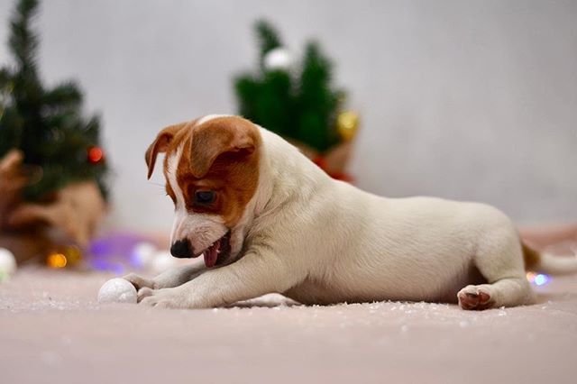 jackrussellfans's tweet photo. Christmas soon ,Jenna ❤️ #jrt #jackrussellterrier #jackrussell #jackrussels #jackrusselllove #jackrussellpuppy #jackrussellfeatures #puppy #puppylove #jackrussells #jackrussellsofig #jackrussellfan #jackrussellmoments #dog #dogsofinstagram #dogs #jackrus… https://t.co/kyr20a4b0A https://t.co/H6IOhf9KVU