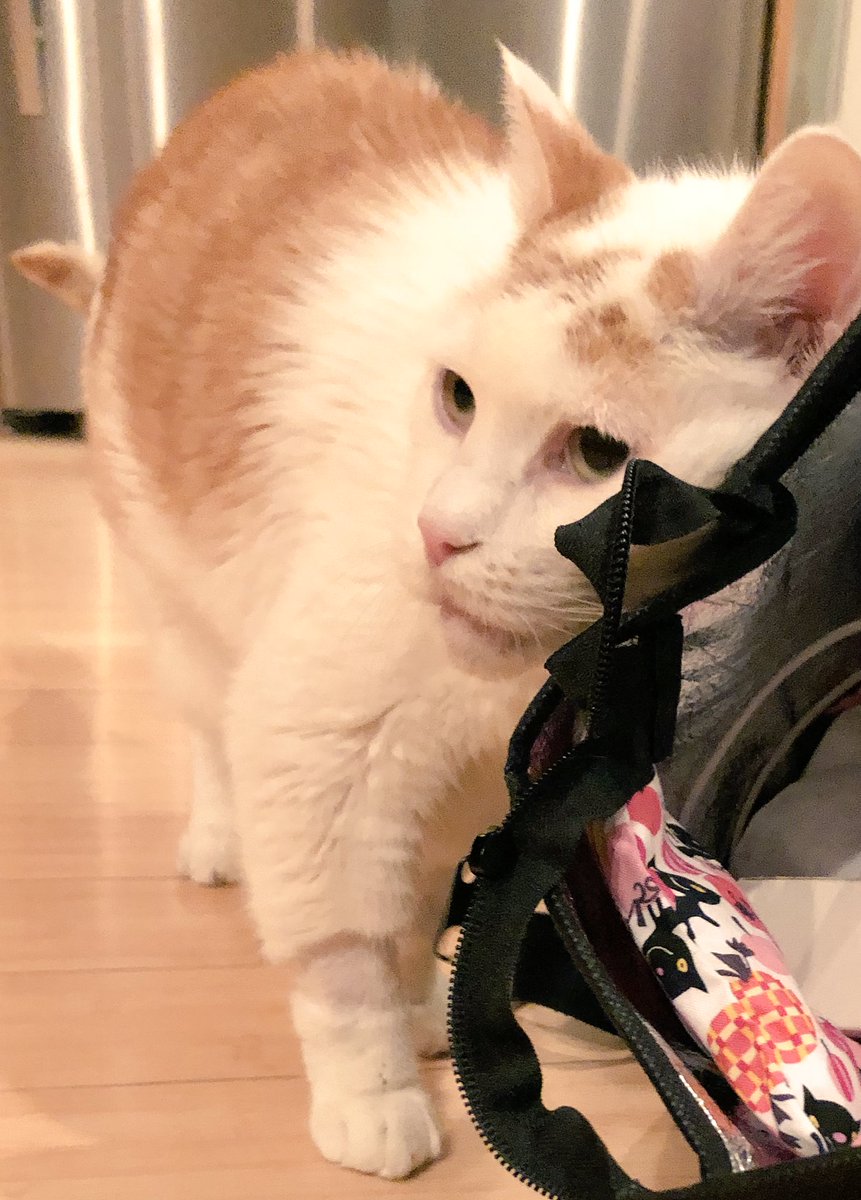 LoMeowChenko's tweet photo. Duuuuuddddessss.....He doesnโt know it yet, but Iโm about to roll around on this new bag dad brought home!!
๐น๐ฑ๐ฟ๐ผ
#YouโreWelcomeDad #WhereTheSnacksAt #DesignByLMC #DonโtTellMom #VedderPaws https://t.co/N0jr8nud8G