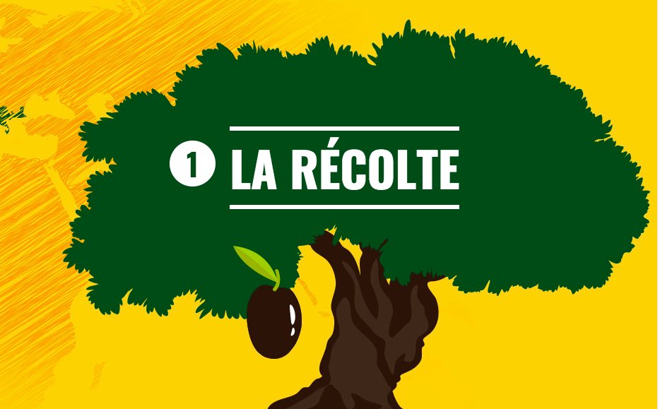 Avril On Twitter Le Saviez Vous L Huile De Notre Filiale Puget Est Fabriquee En 4 Etapes Etape 1 La Recolte Les Olives Sont Recoltees Dans Les Pays Du Bassin