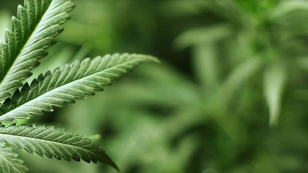 Cannvalate Cannvalateaus Twitter