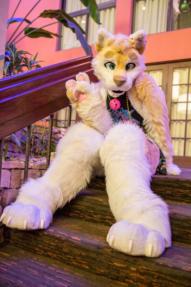 meowznstuff's tweet photo. Since my old account got locked i decided to redo my #4fursuitcrushes1pic 

@vanilladam 
@DibsDingo 
@Sunsetiger 
@Sheilarawrz 

Yall are beauties <3 https://t.co/ep7WVHqjbT