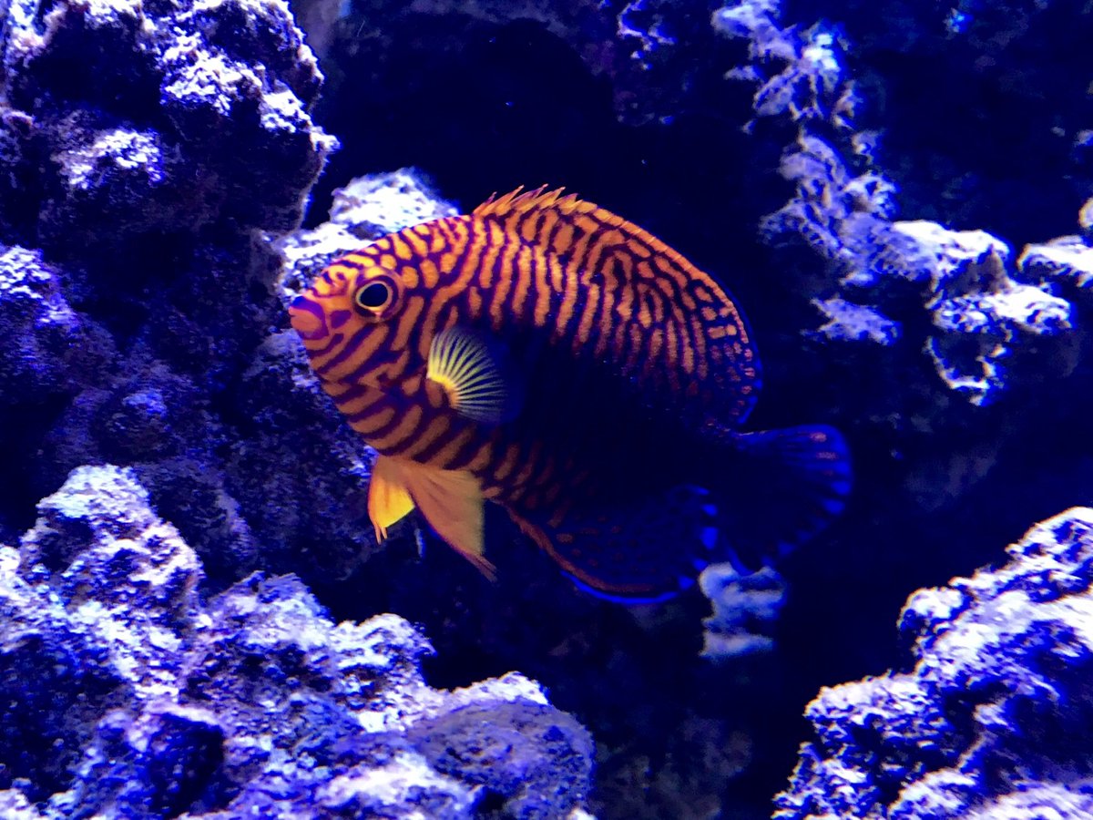 You can have a little piece of Hawaii during these cold months.