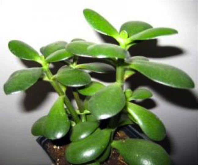 CalPlantLady's tweet photo. Houseplants - Place ice cubes around the soil, but not touching the stem. The ice will melt slowly, releasing water gradually and evenly into the soil. https://t.co/rUCYoyEhKt