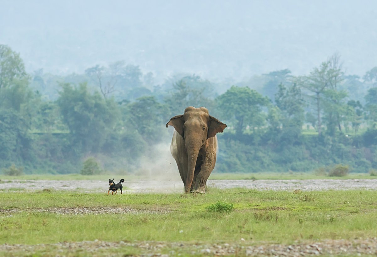 ExplorersClub's tweet photo. “This image shows an unlikely relationship between wild and domesticated animals. Revered as a god, marauding elephants are not harmed, but fended off from hard-earned crops in a range of ingenious ways."

Stay tuned for @kimfrankwriter's #ECJournal piece.

Photo by @AvijanS https://t.co/4Ng0KuU7OZ