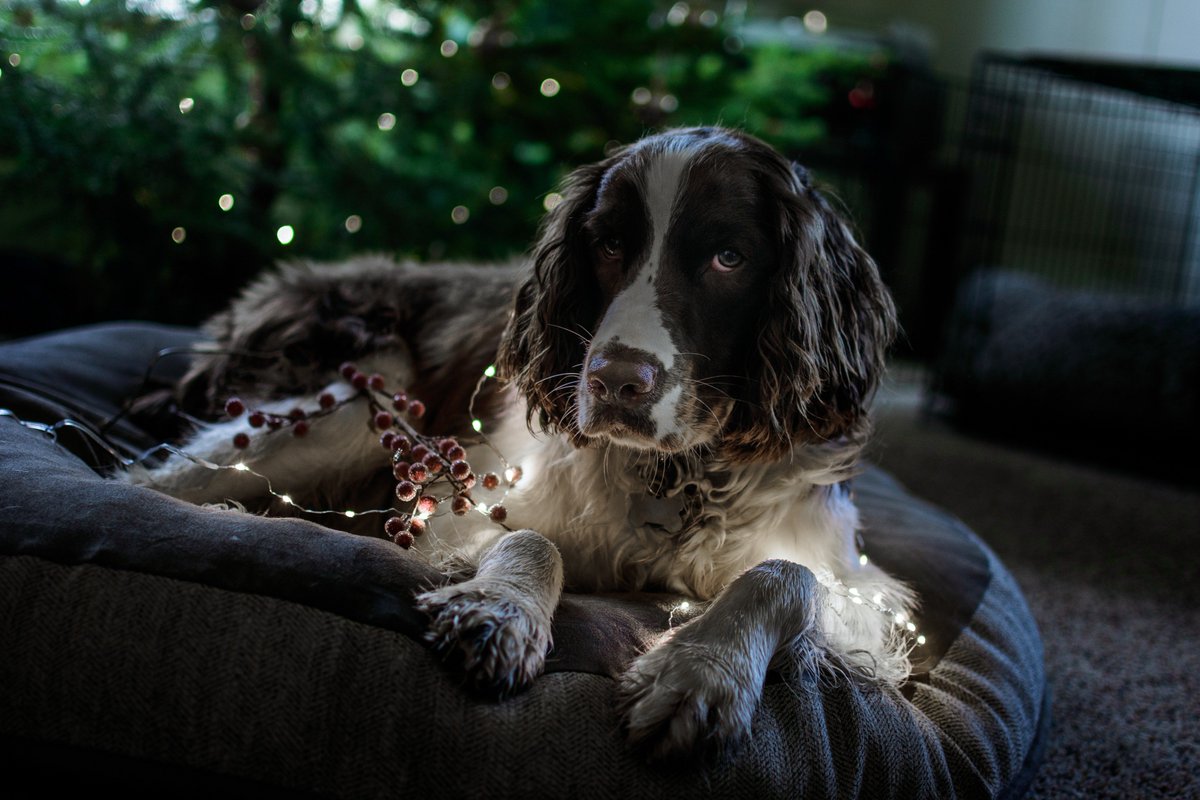 SidewalkDog's tweet photo. Our gift picks for the shoe-obliterating, poopsicle-savoring, rolling-in-dog-knows-what pups in your life: https://t.co/rcn8I0Hkhp 

#naughty #SidewalkDog #dogfriendlyeverything https://t.co/KjGziw5NO1
