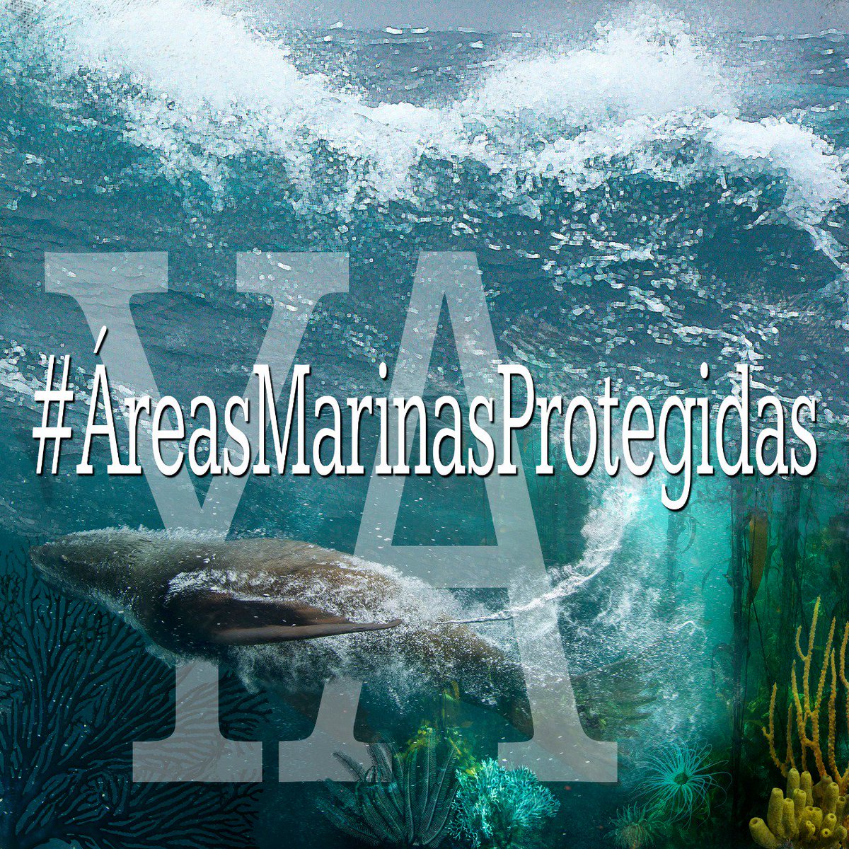 Vida_Silvestre's tweet photo. Tiene que salir Debe ser #AHORA #ÁreasMarinasProtegidasYA Es la ÚLTIMA posibilidad de TRIPLICAR la protección del #MarArgentino 2/3 de los @DiputadosAR presentes deben apoyar el proyecto para la creación de las áreas #Yaganes y Namuncurá #Burdwood2.
RT si para vos ¡#ElMarImporta! https://t.co/pz5opHA7M9