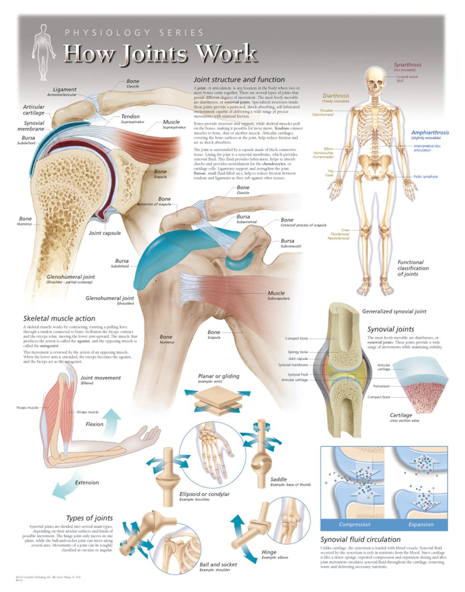 up2speedCA's tweet photo. Human joints come in many shapes and sizes and allow us to move and carry out normal activities of daily living. They are often injured, causing pain and discomfort. 

The most commonly injured joints are the knees, shoulders, ankles and spine. https://t.co/2RRG2RXHw9 https://t.co/CzVWIAo6cO
