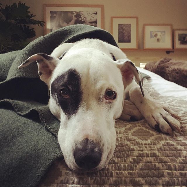 DaronLarson's tweet photo. #baxterlarsonwhite is #bored after a day of #napping and ready for his #dinner. #coworkers #workingfromhome #dogsofinstagram #dogsofcbus #home https://t.co/1ZVObUz3Yg https://t.co/8SeqM5E4e6
