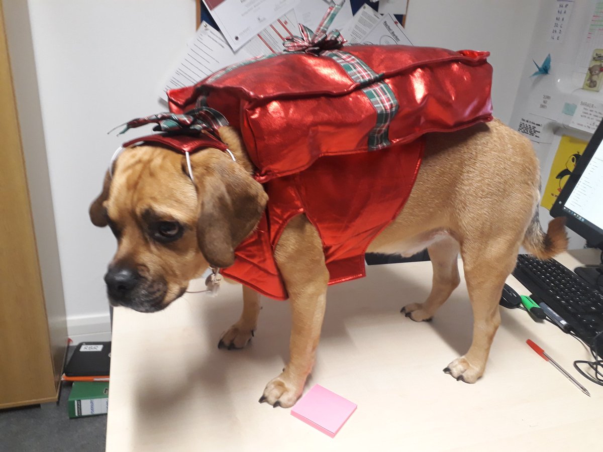 Dex_therapy_dog's tweet photo. Another productive meeting with one of my fellow pastoral mentors https://t.co/NI1piIEaa6