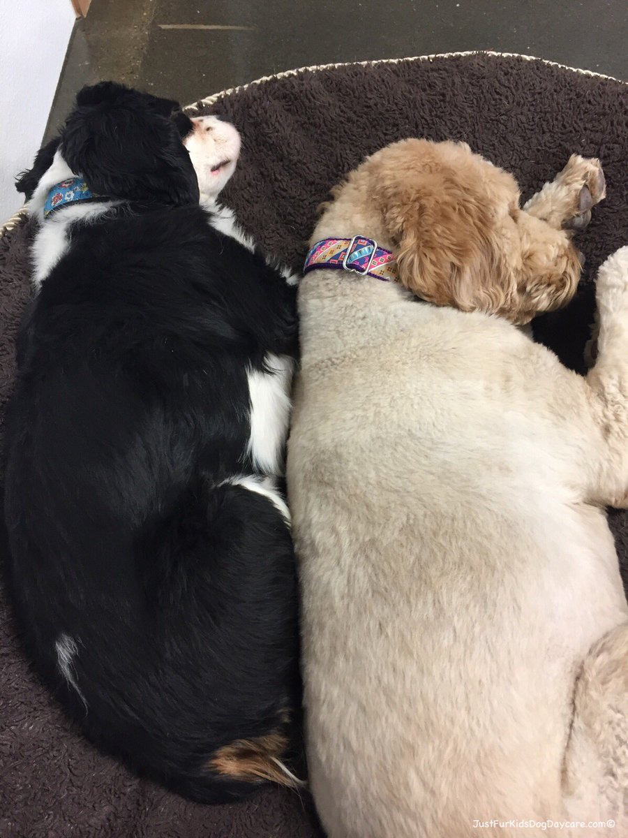 FurKidsDaycare's tweet photo. The struggle is real... ๐คญ๐คญ๐คญ #moderndogproblems https://t.co/Zz59amAJ4m