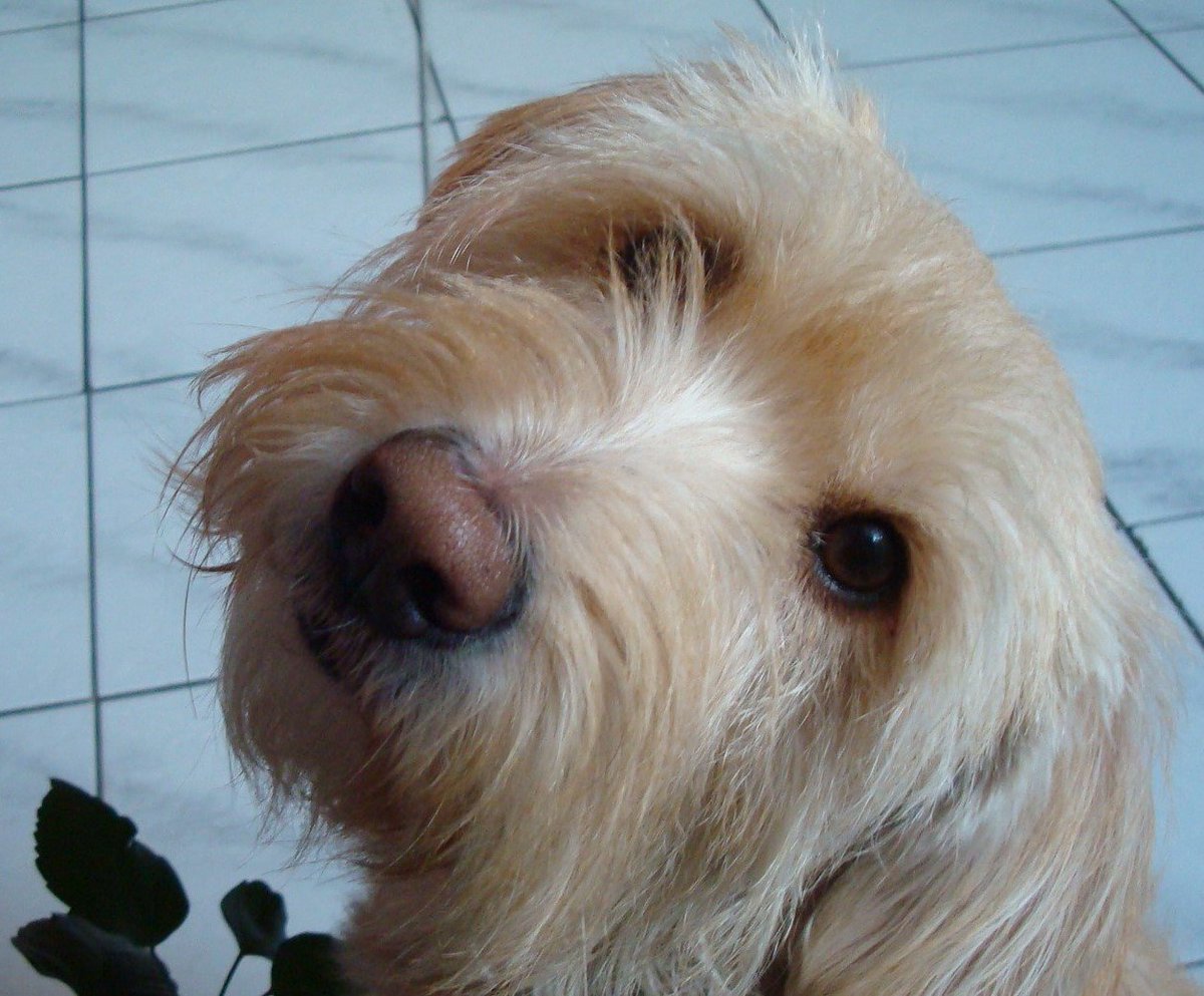 TheDancingMoon 🏝❤️💚💛 tweet media