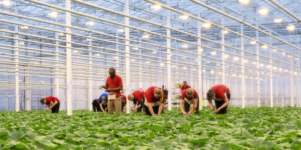 These plants have grown up and are ready to fly the nest, so we’re getting them packed up and ready for their next big adventure (growing awesome fruits and veggies in your garden) by giving them a stick to hold onto during their road trip to your door.