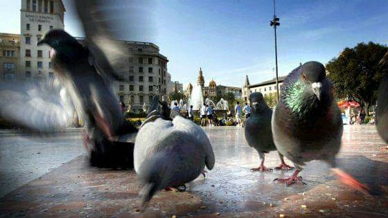aquestscoloms's tweet photo. Gràcies a @FAADAorg, FEDAM, AADA, 
FUNDACIÓN FRANZ WEBBER, 
@LiberaONG, @ProgatCatalunya i CORAZÓN DE PALOMA
@Pigeon_heart, aquest any per Nadal l'@bcn_ajuntament no farà captures de #coloms 🐦 a la Plaça Catalunya. 

Moltíssimes gràcies, amics 😀!!!
Serà doncs un Bon Nadal 😃🎄 https://t.co/z4wh31KzBb