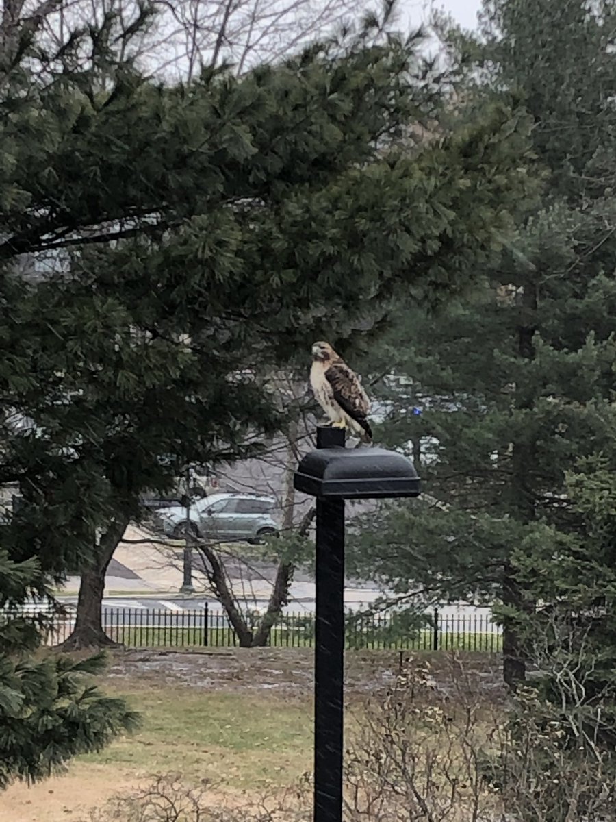 sofia_sju's tweet photo. The hawk is overlooking the Office of Admissions knowing decisions are on their way! Are you ready to #BeAHawk https://t.co/dNyXRf8mGd